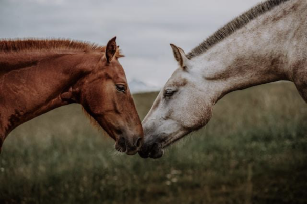 Horse Therapy Breathwork